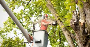 Top Benefits of Professional Tree Services for Homeowners
